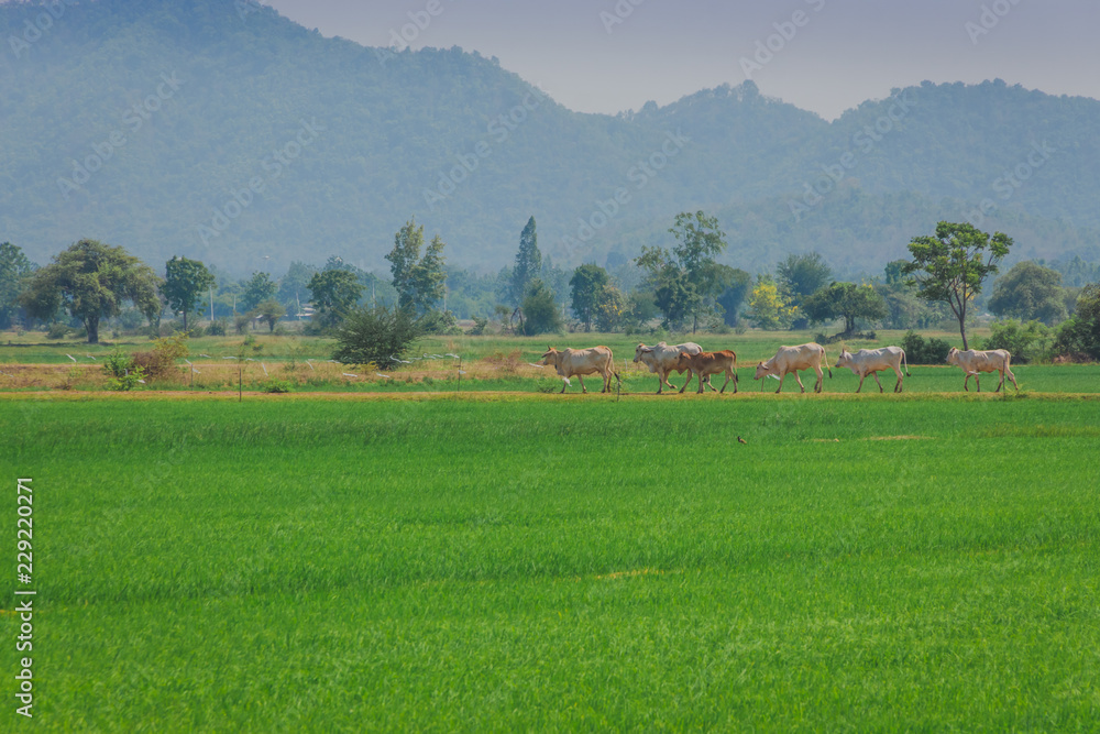 Herd of cows walk across on the rice field in the afternoon Herd of cows walk across on the rice field in the afternoon