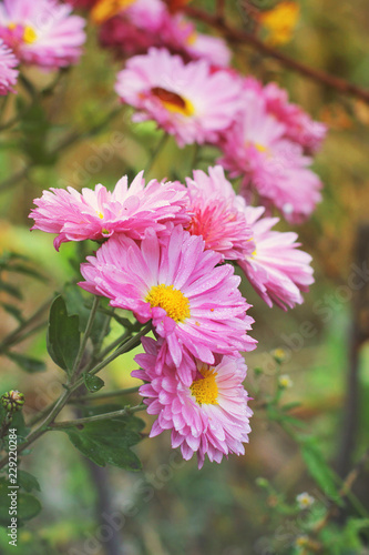 Pink chrysanthemums in the fall