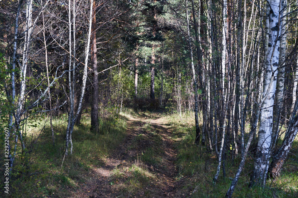 Obraz premium Old road in the middle of a forest in Sunny day