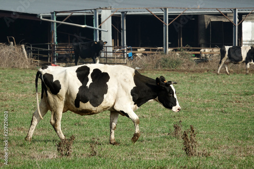 Vache de race prim'holstein