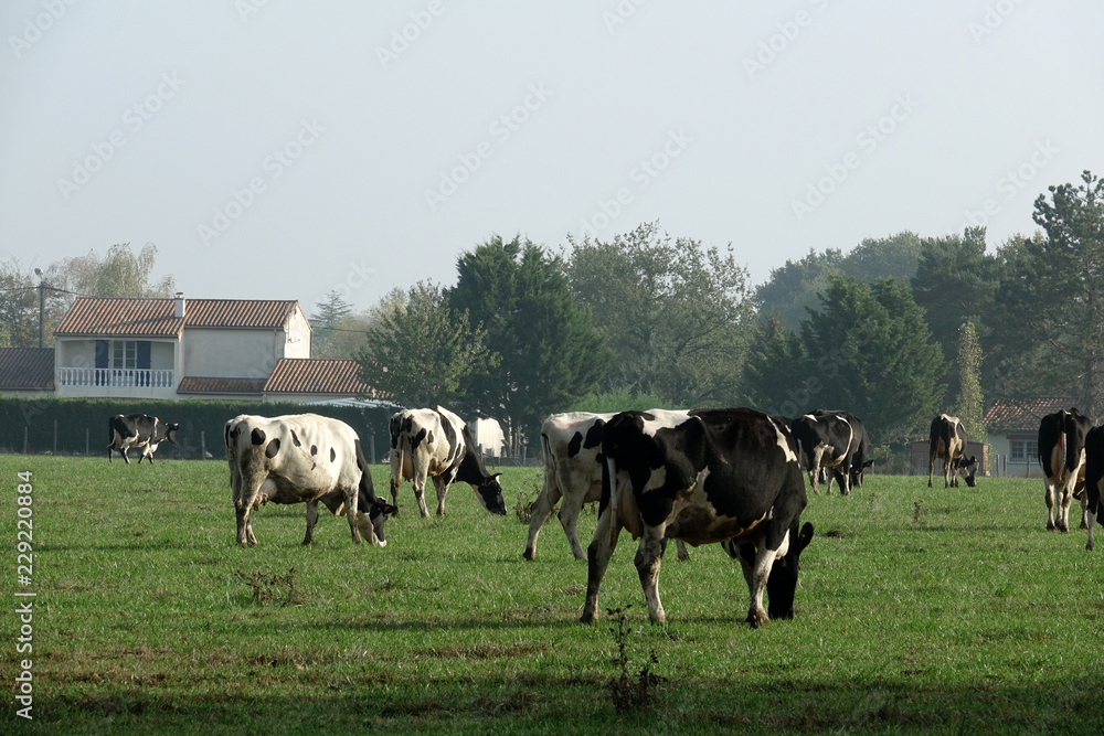 troupeau de vaches laitières de race Prim'Holstein