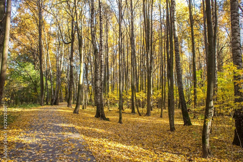 Fototapeta premium Warm autumn day in the park