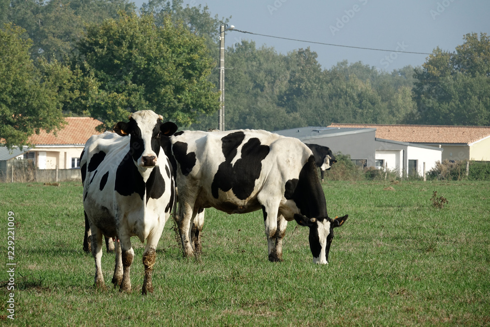 groupe de vaches laitières