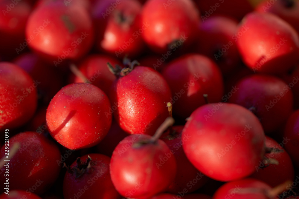Hawthorn berries with natural light. Close up Hawthorn berries with natural light. Close up