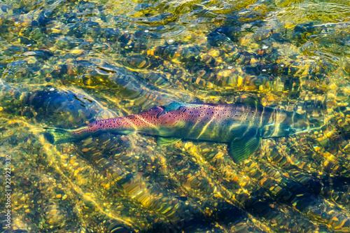 Salmon Swimming Up Issaquah Creek Hatchery Washington photo