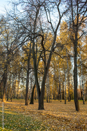 Fototapeta Naklejka Na Ścianę i Meble -  Warm autumn day in the park
