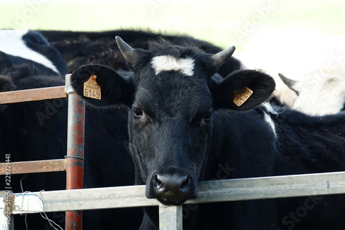 veau de race Prim'Holstein