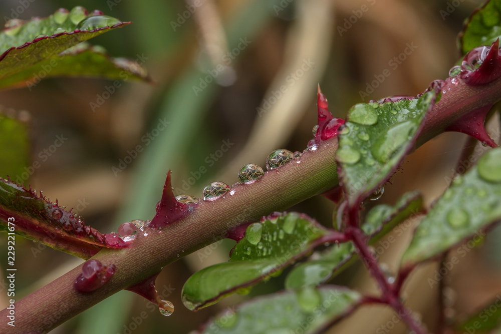 regen regen
