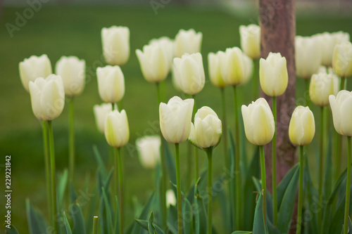 white tulips in the garden