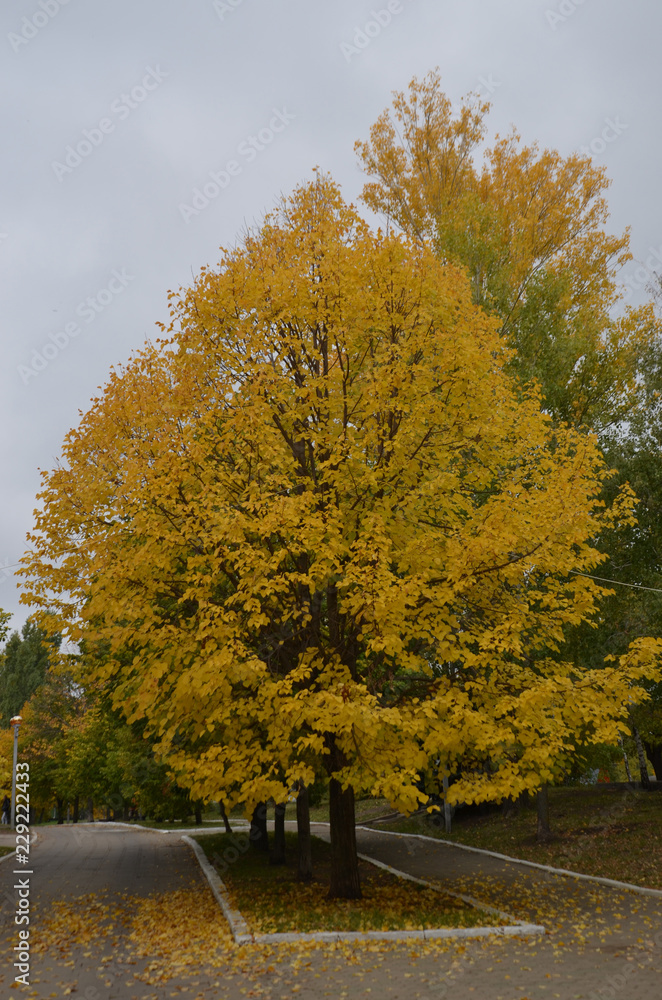 Obraz premium Осенний поцелуй