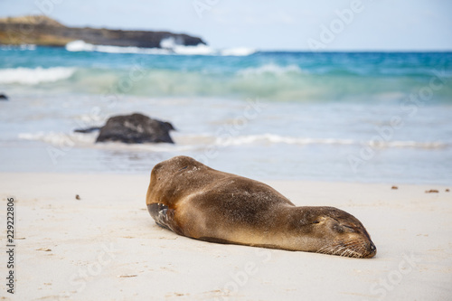 Otarie des Galapagos qui fait la sieste sur une plage de sable blanc