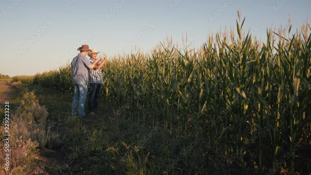 Two farmers in a corn field check the quality of corn plants. Video at sunset Two farmers in a corn field check the quality of corn plants. Video at sunset
