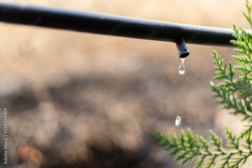 Drip Irrigation System Close Up