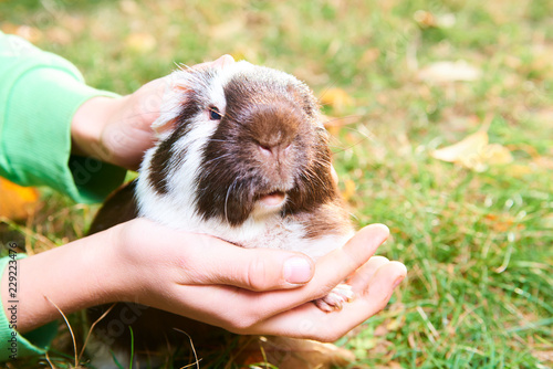 Close up of guinea pig pet animal sitting on grass in child hands
