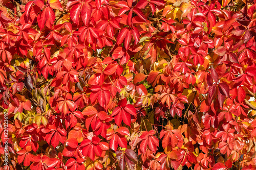 Autumn multicolor wild grape pattern background