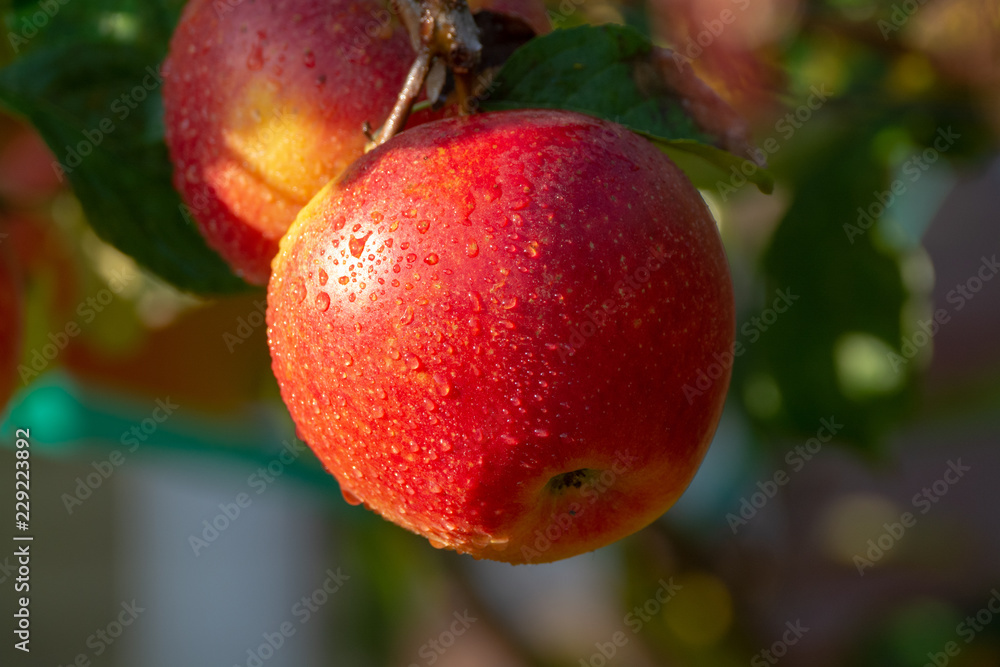 Harvesting apples in garden, autumn harvest season in fruit orchards Harvesting apples in garden, autumn harvest season in fruit orchards