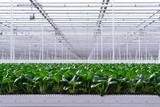 Agriculture in Netherlands, huge greenhouse with rows of growing chinese cabbage Bok choy, pak choi or pok choi
