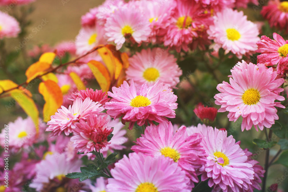 Obraz premium Pink chrysanthemums in the fall