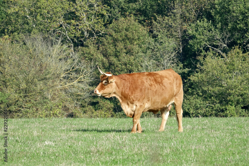 vache dans un pré vache dans un pré