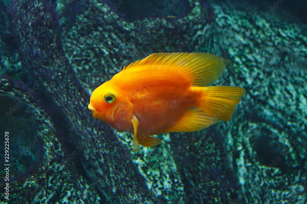 Parrot Fish (Cichlasoma), also known as the Blood parrot in their habitat Parrot Fish (Cichlasoma), also known as the Blood parrot in their habitat