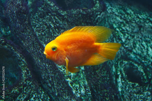 Parrot Fish (Cichlasoma), also known as the Blood parrot in their habitat