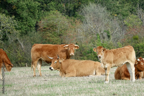 parthenaise et limousine © JC DRAPIER