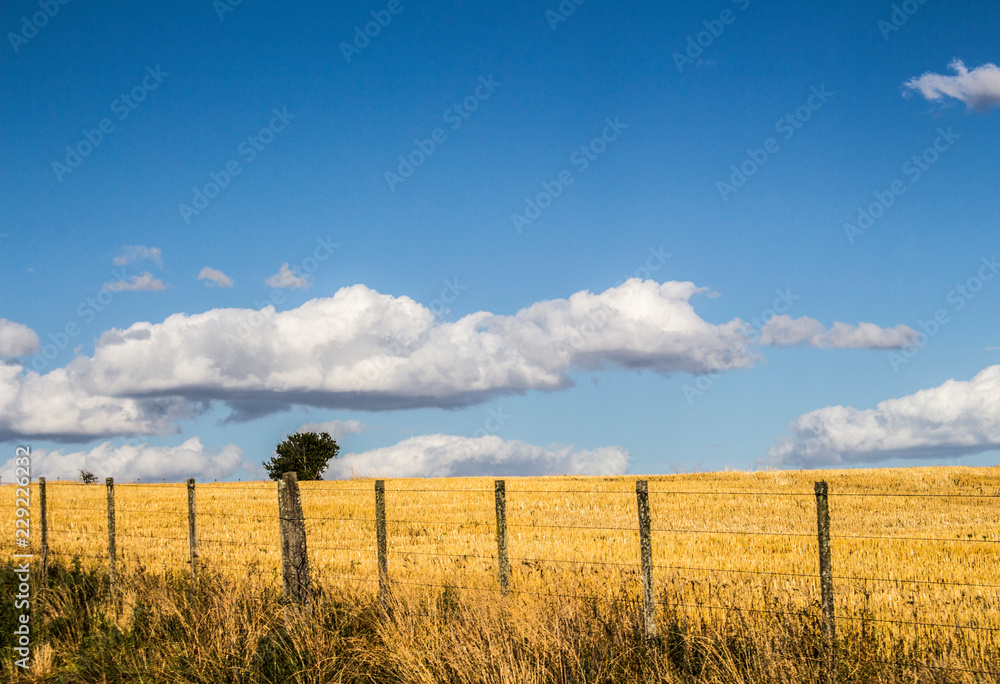 paisaje de campo cielo y trigo paisaje de campo cielo y trigo