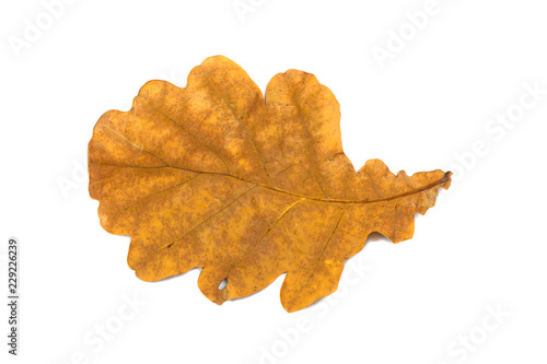 yellow leaves isolated on white background