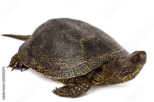 Central Asian tortoise, lat. Emys orbicularis, isolated on white background