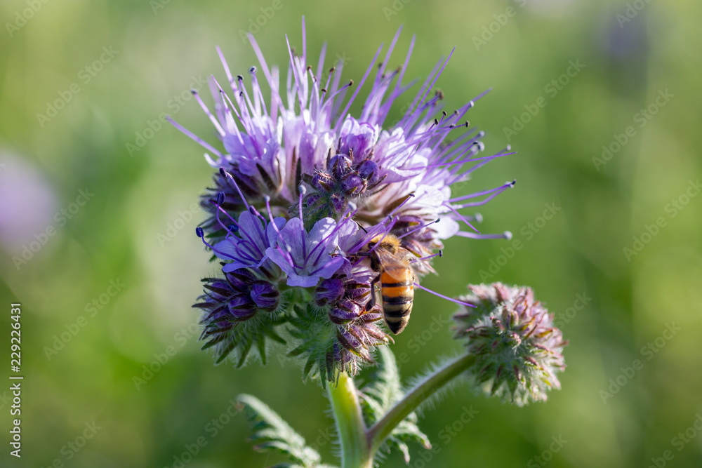 eine Biene sucht an einer Blume (Phacelia tanacetifolia) nach Nahrung