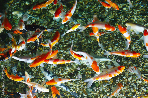 Koi Fish (Cyprinus carpio haematopterus), also known as the nishikigoi koi in the pond. View from above