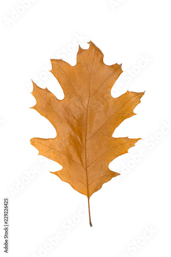 yellow leaves isolated on white background