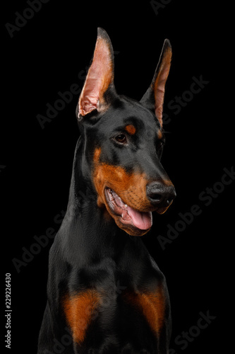 Fototapeta Naklejka Na Ścianę i Meble -  Portrait of Doberman Dog, Playful Looking at side., isolated Black background, profile view