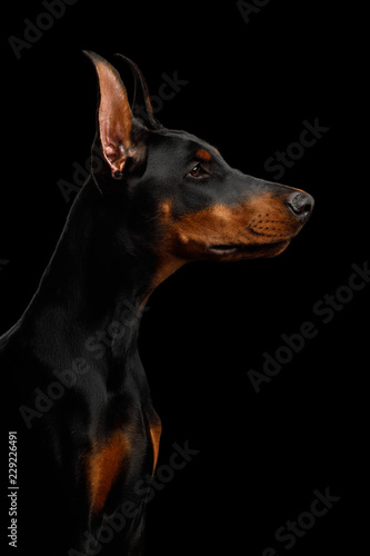 Fototapeta Naklejka Na Ścianę i Meble -  Portrait of Doberman purebred Dog, Looking at side., isolated Black background, profile view