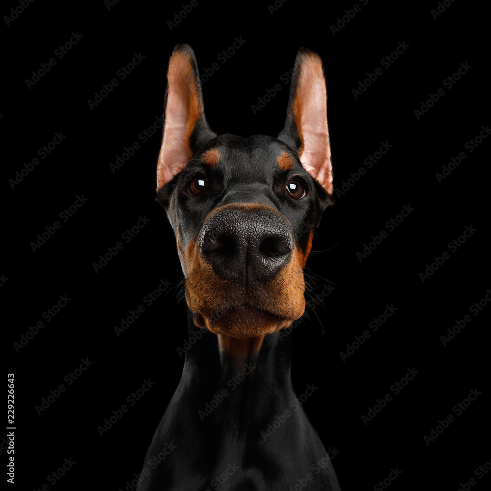 Close-up Funny Portrait of Doberman Dog with big nose Stare in Camera in Camera on isolated Black background