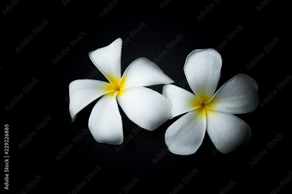 Fototapeta premium White Plumeria or frangipani in black background theme