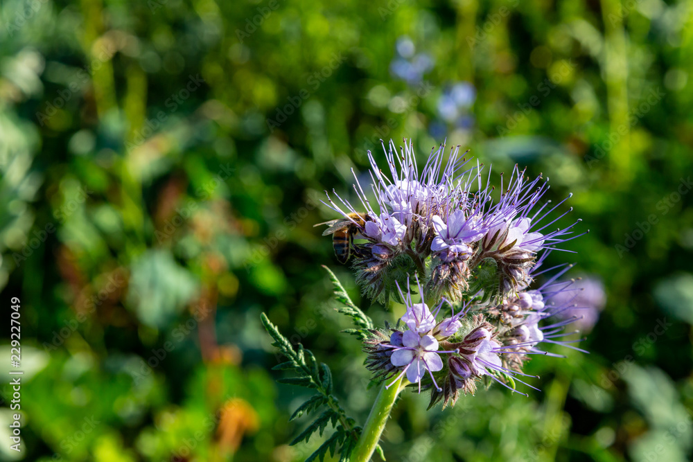 eine Biene sucht an einer Blume (Phacelia tanacetifolia) nach Nahrung eine Biene sucht an einer Blume (Phacelia tanacetifolia) nach Nahrung