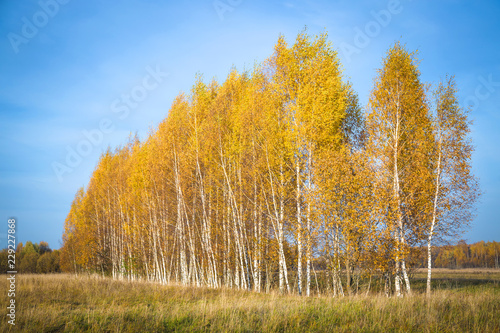 Beautiful autumn landscape with yellow birches on a Sunny day