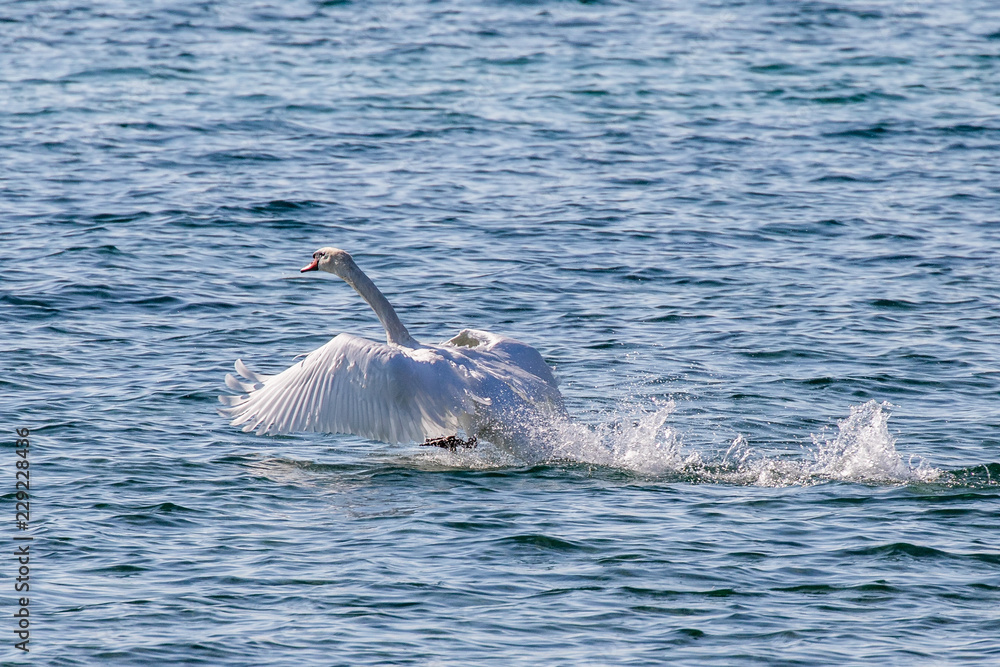 Fototapeta premium Schwan beim Start