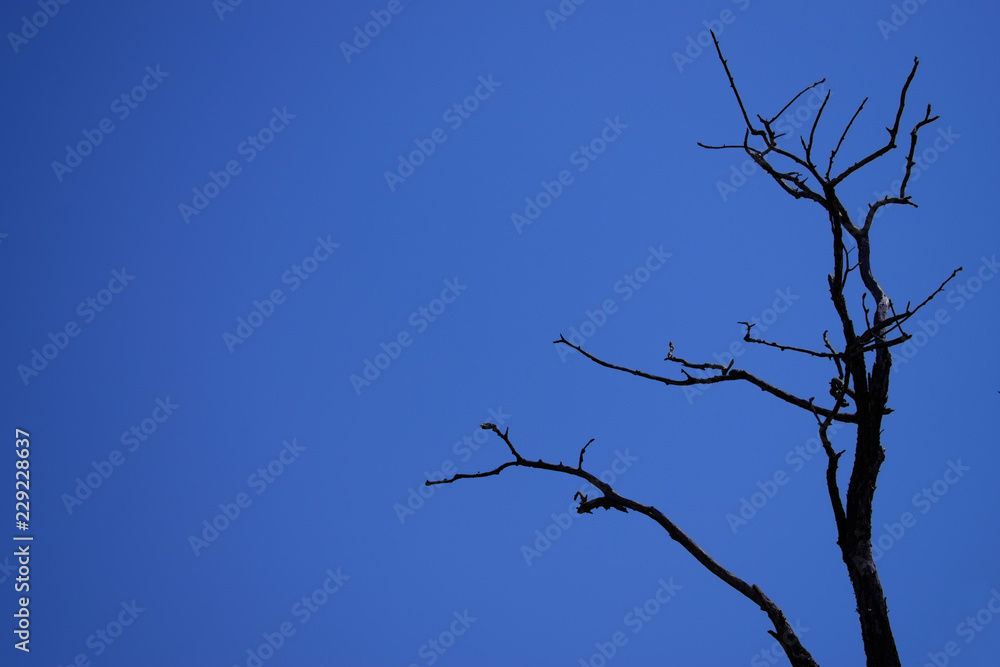 Scary dry tree against the blue sky Scary dry tree against the blue sky