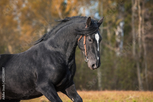 Portrait of running latvian breed horse in autumn