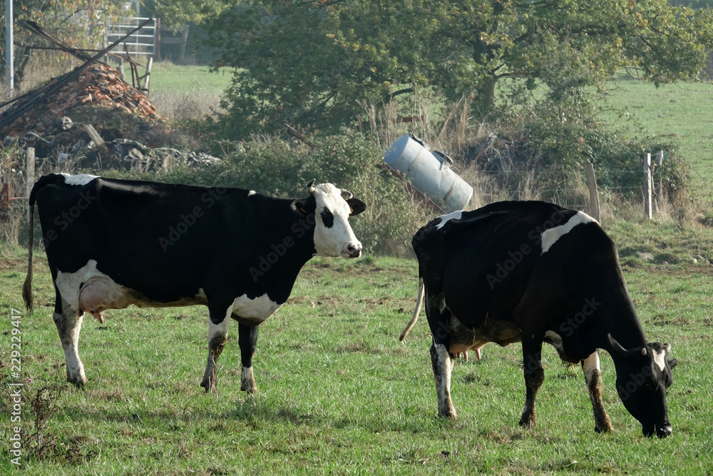 Deux vaches laitières dans un pré Deux vaches laitières dans un pré