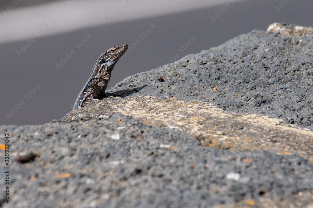 Wall lizard basking in sunlight on the Canary Islands Wall lizard basking in sunlight on the Canary Islands