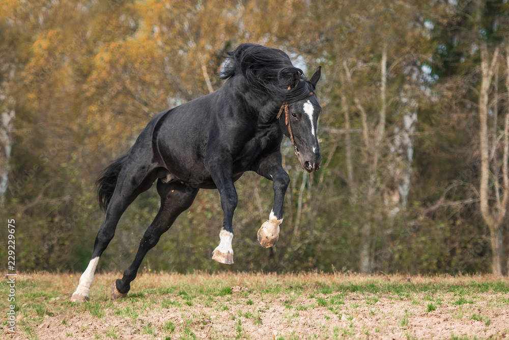 Latvian breed horse having fun in autumn