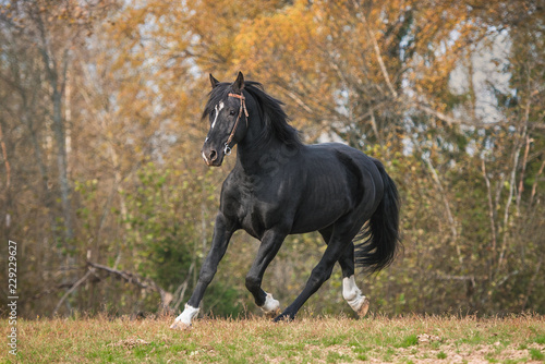Latvian breed horse running in autumn