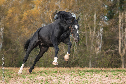 Latvian breed horse having fun in autumn