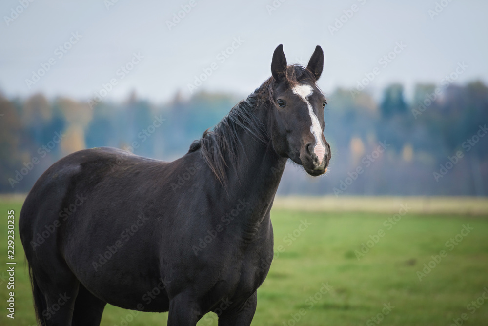 Portrait of a horse on the pasture in autumn Portrait of a horse on the pasture in autumn