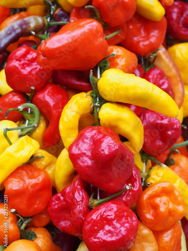 full frame vibrant close up of bright colorful mixed variety peppers in shades of red, orange and yellow