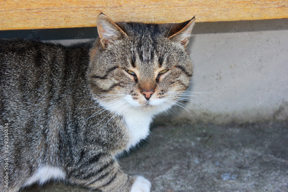 Cat Cautiously Looking on Camera, Hiding Under the Bench Outdoors on Summer Day. Adorable Cute Scared Cat Outdoors. Domestic Pet Portrait of the Single Cat Animal at the House Cat Cautiously Looking on Camera, Hiding Under the Bench Outdoors on Summer Day. Adorable Cute Scared Cat Outdoors. Domestic Pet Portrait of the Single Cat Animal at the House