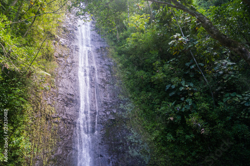 Manoa Falls 1